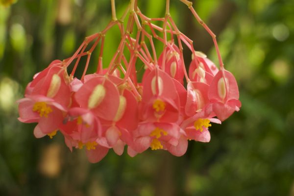 Close up of pink and yellow flowers