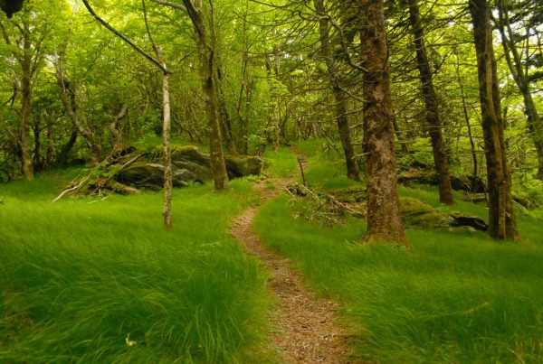 Trail through tall green grass and trees