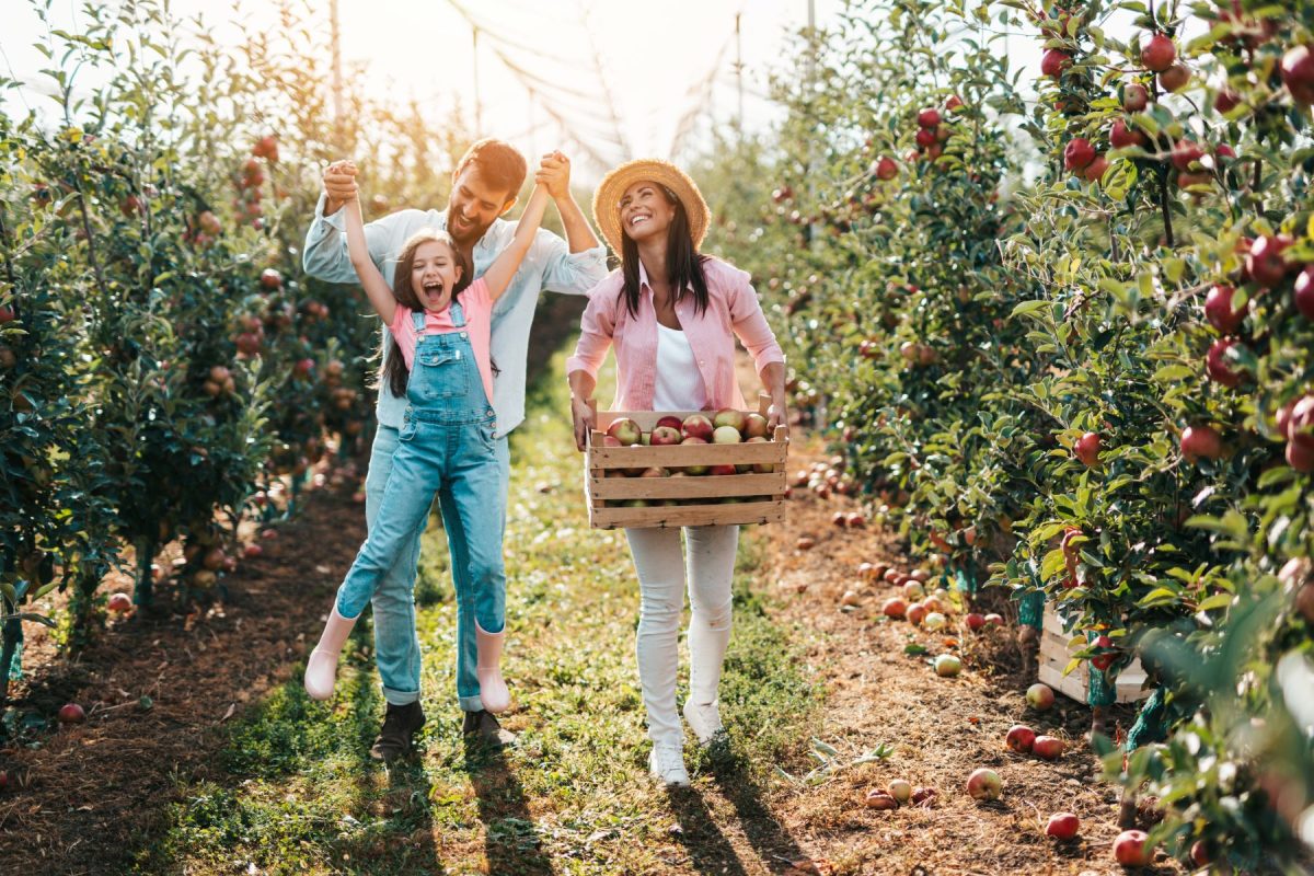 family at apple orchard