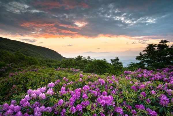 Purple flowers in the foreground of a Mountain View