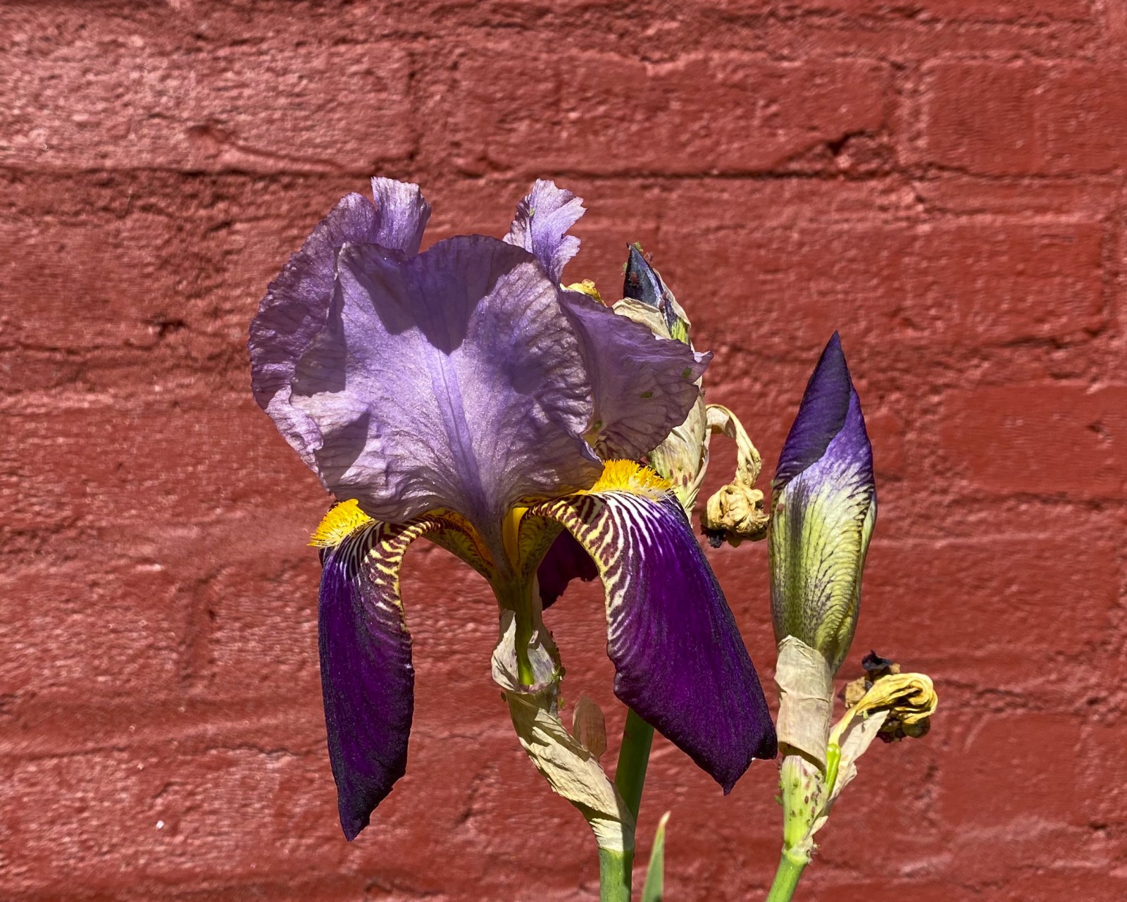 Flower in front of red painted brick