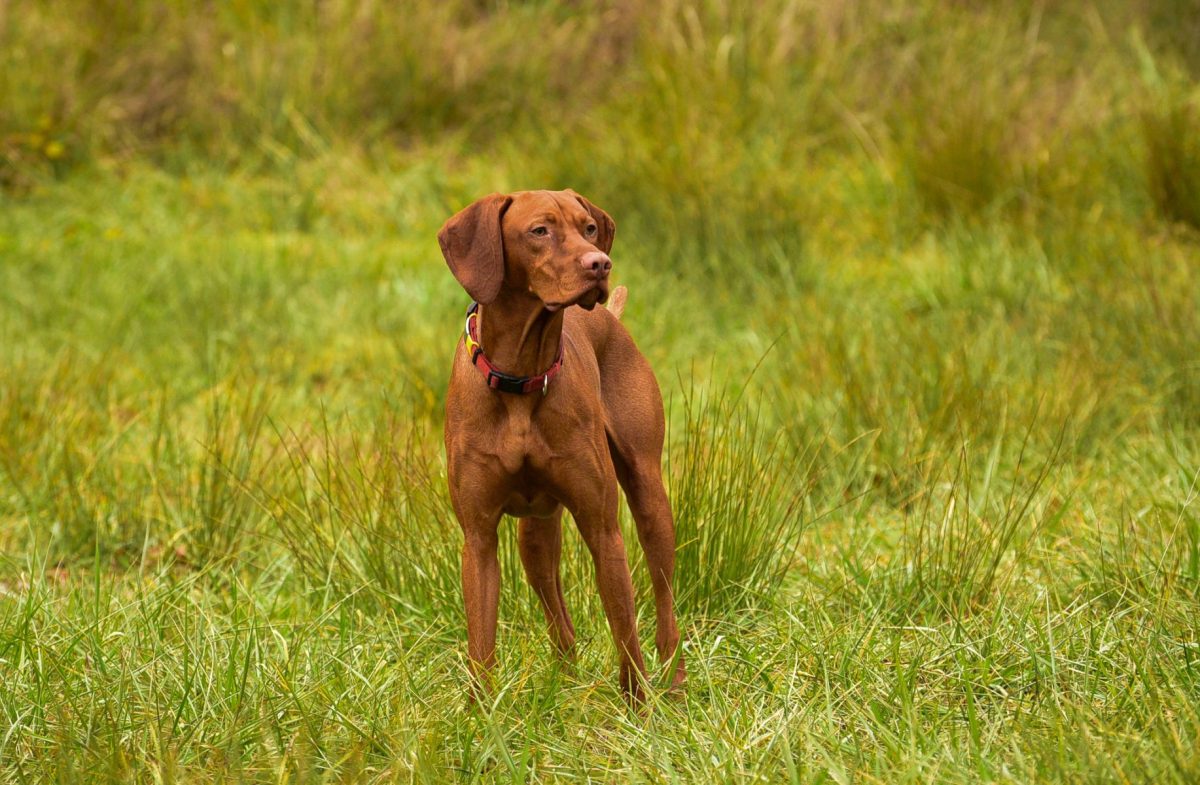 A vizsla in a field
