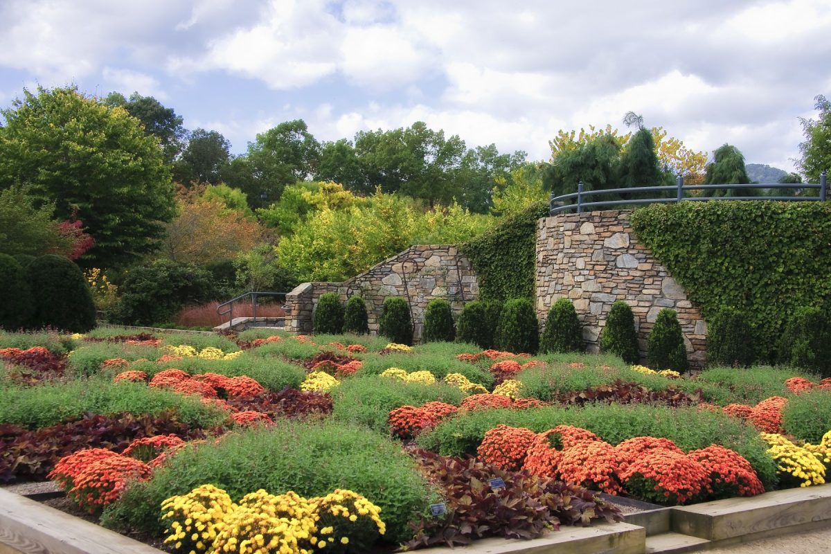 flowers at the North Carolina Arboretum
