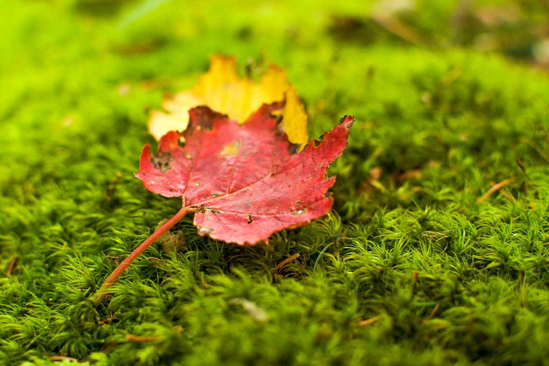 A vibrant red maple leaf resting on a lush bed of green moss, capturing one of the first signs of autumn in the Blue Ridge Mountains near Asheville.