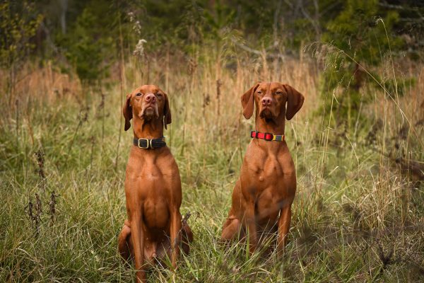 Two brown dogs sitting together in a grassy mountain meadow, enjoying an outdoor, pet-friendly nature setting.