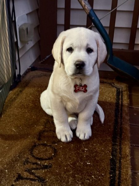 A white puppy sitting on a porch mat, enjoying a cozy, pet-friendly vacation rental setting.