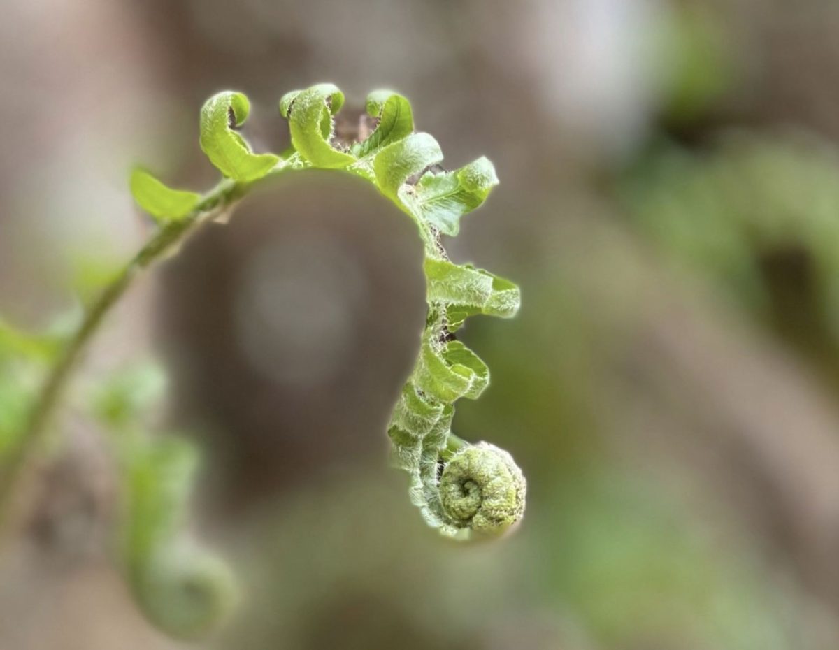 Close-up of a green fern frond unfurling in spring, with delicate curled fiddleheads and soft natural light against a blurred forest background.