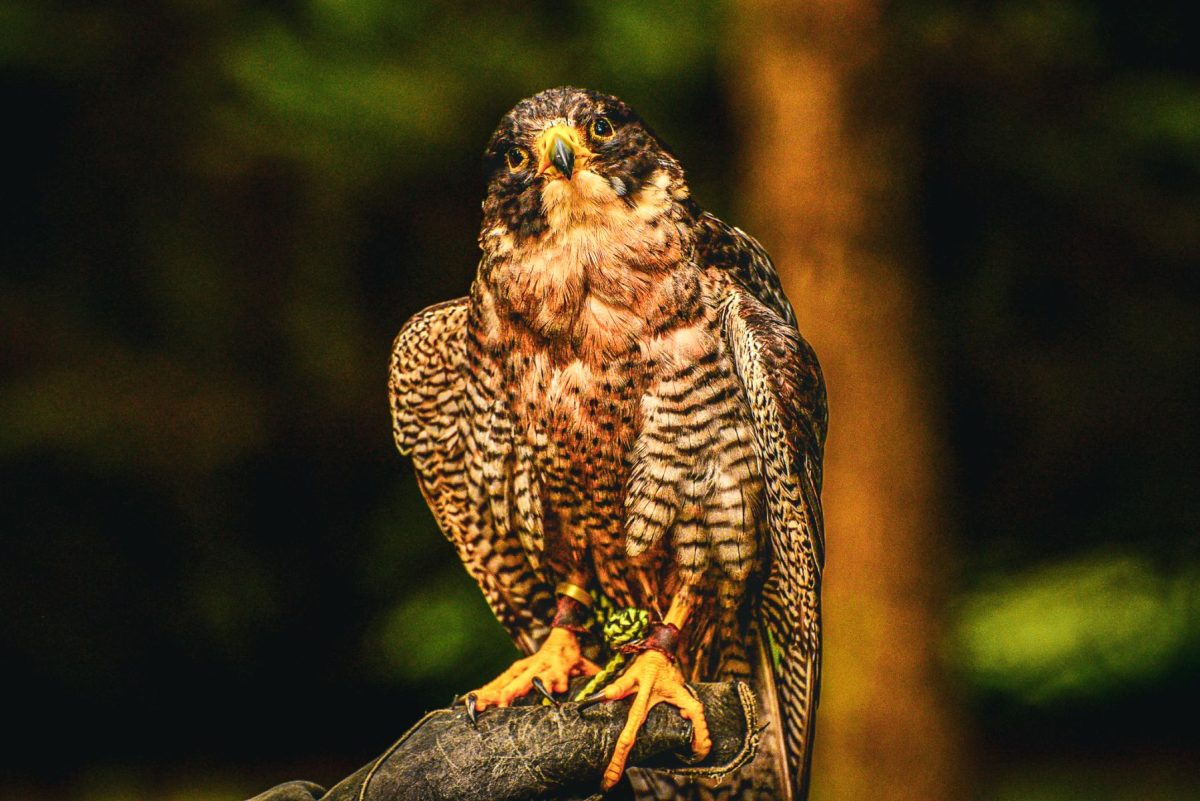 Birding in Western North Carolina | Birdwatching Guide