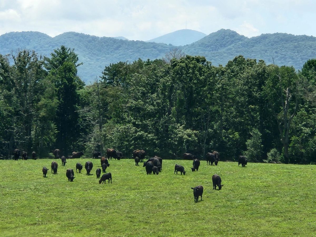 Black Angus cattle grazing in a green pasture at Biltmore Estate, with forested Blue Ridge Mountains rising in the background.