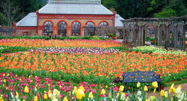 Colorful spring tulips blooming throughout the Walled Garden at Biltmore Estate, with the Conservatory and a garden bench in the background.