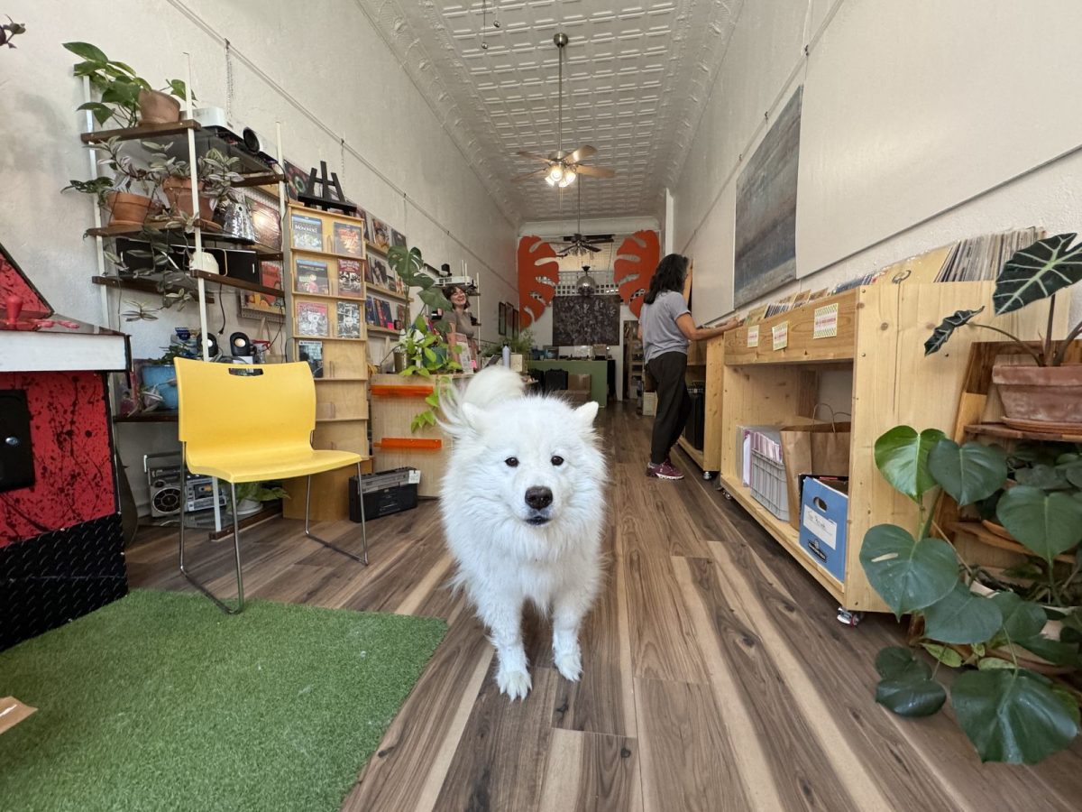Scruffy Bear, a fluffy white dog, greets visitors inside Oasis Record Shop in downtown Marshall, North Carolina, surrounded by vinyl records, houseplants, and eclectic décor.