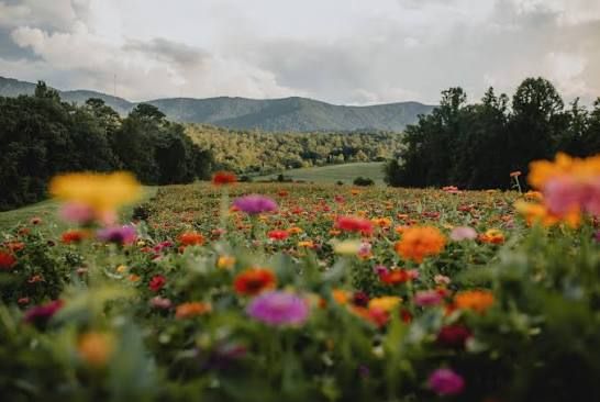Colorful wildflowers fill a rolling field with forested Blue Ridge Mountain ridges in the distance beneath a cloudy sky.
