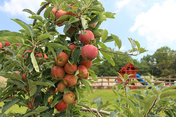 Ripe red apples clustered on a leafy tree branch at a family-friendly orchard, with a playground visible in the background.