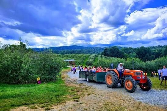 Orange tractor pulling a green wagon loaded with people along a gravel farm path, with trees and hills in the background.