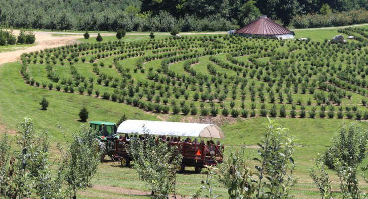 Tractor-pulled wagon carrying visitors through an orchard beside a large winding evergreen maze on a sunny day.