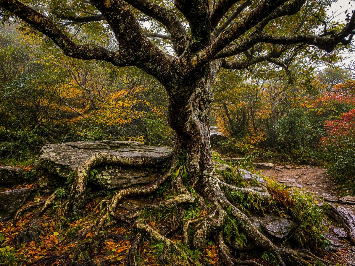 A twisted birch tree with sprawling exposed roots clings to rocky terrain along the Craggy Pinnacle Trail on the Blue Ridge Parkway, surrounded by early autumn foliage and mountain mist.
