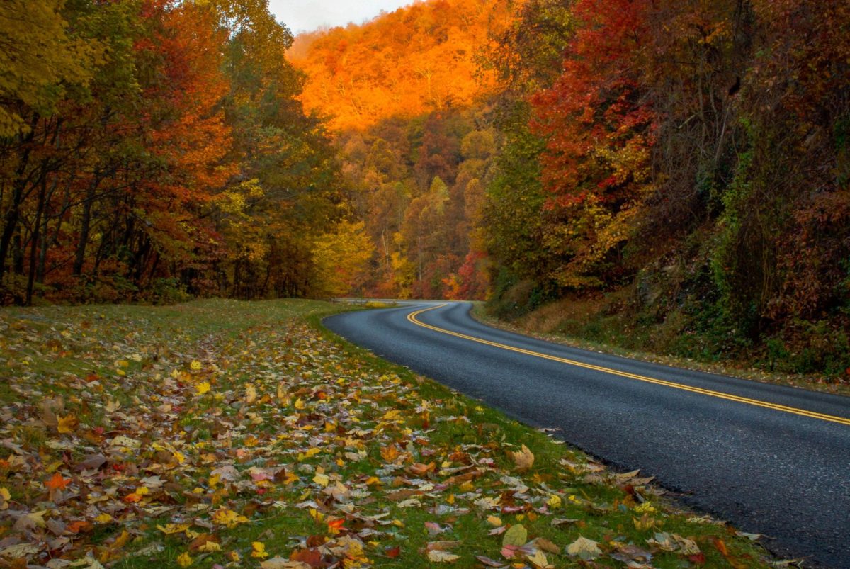 A winding stretch of the Blue Ridge Parkway surrounded by vibrant red, orange, and golden fall foliage, with colorful leaves scattered across the roadside in Western North Carolina.