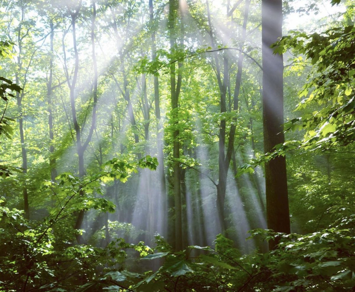 Sunbeams stream through a lush green forest canopy in the Blue Ridge Mountains, illuminating tall hardwood trees and vibrant summer foliage on a peaceful morning in Western North Carolina.