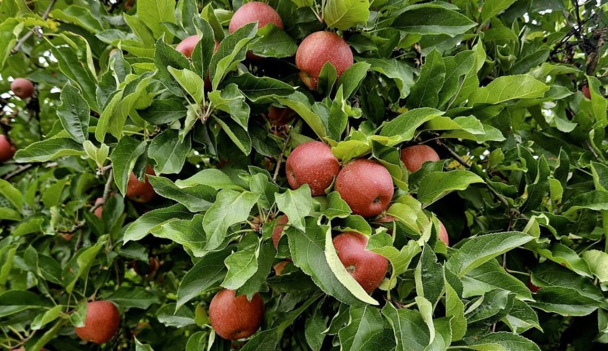 Ripe red apples hanging from branches in a lush North Carolina apple orchard during harvest season, surrounded by vibrant green leaves.