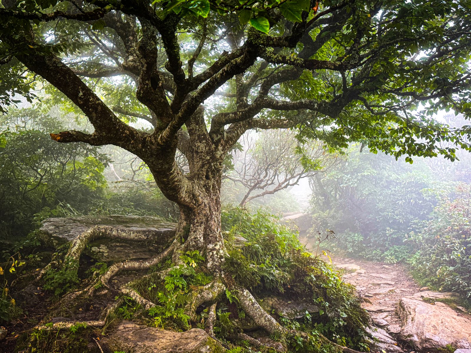 Twisted birch tree with exposed roots along the Craggy Pinnacle Trail, surrounded by lush late-summer greenery and mountain mist in the Blue Ridge Mountains.