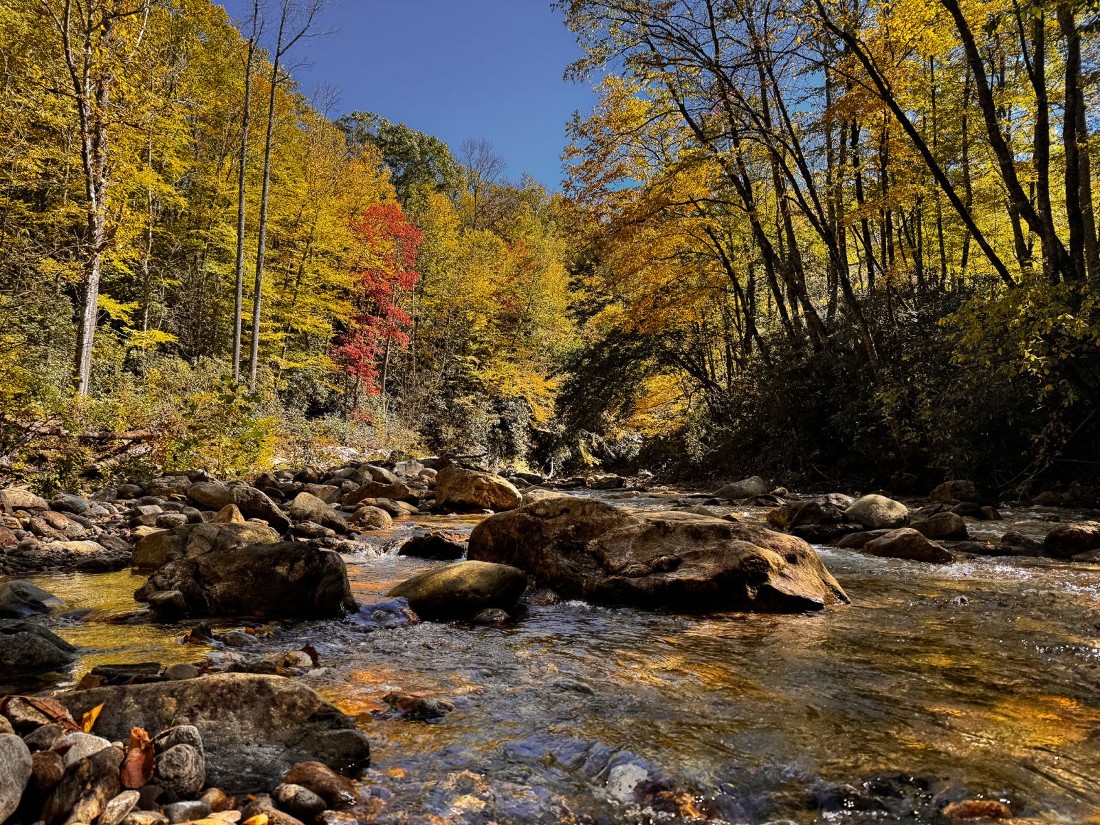 Clear mountain stream flowing over large boulders beneath vibrant golden-yellow and red autumn foliage in the Blue Ridge Mountains of Western North Carolina.