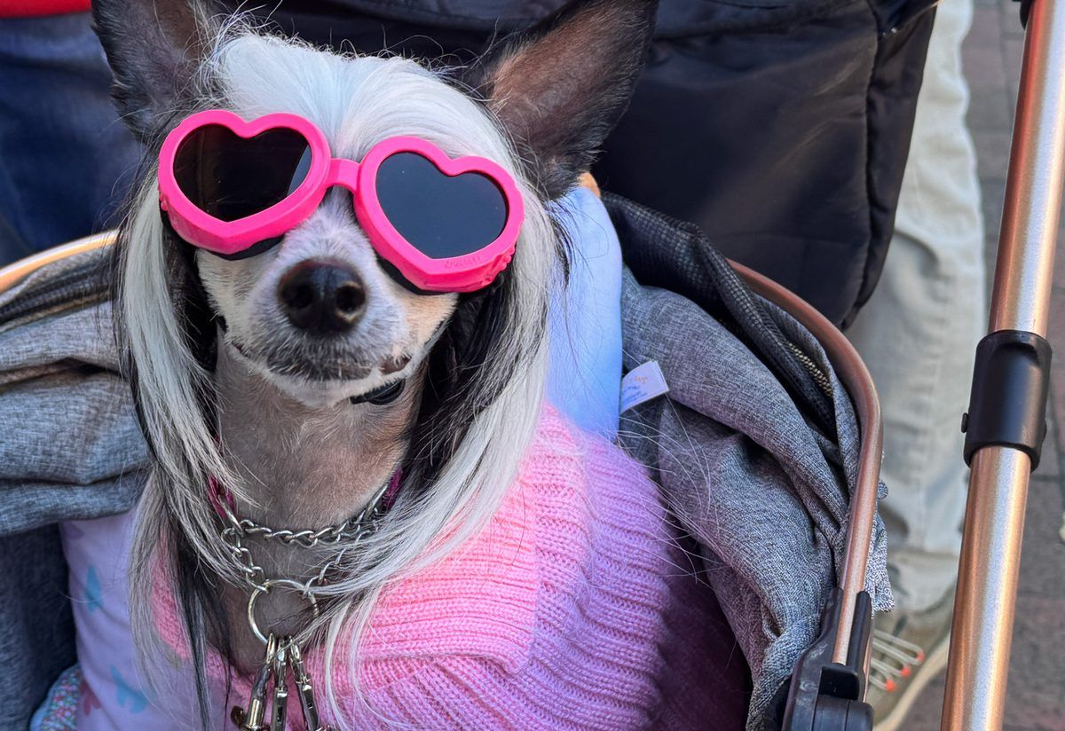 Adorable small dog wearing bright pink heart-shaped sunglasses and a matching pink sweater while riding in a stroller on Main Street in downtown Waynesville, North Carolina.